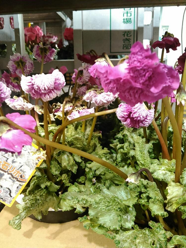 お出かけ先の画像 by 始終植物屋(クマ)さん | お出かけ先とシクラメン•化石リボンと珍奇植物と多肉植物と世田谷市場