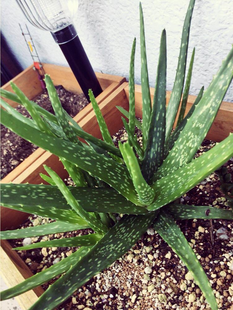 アプローチの画像 by エメラルドgreenさん | アプローチとアロエベラと多肉植物と元気!と植中毒と成長記録とかわいいヤツとええよええよ