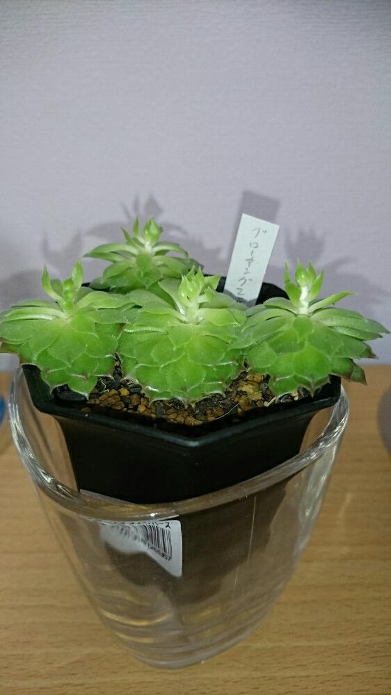 棚の画像 by k-zk3939さん | 棚と多肉植物とビックリ!!とお気に入り♡と植中毒と今日の一枚とグローイングエンバース