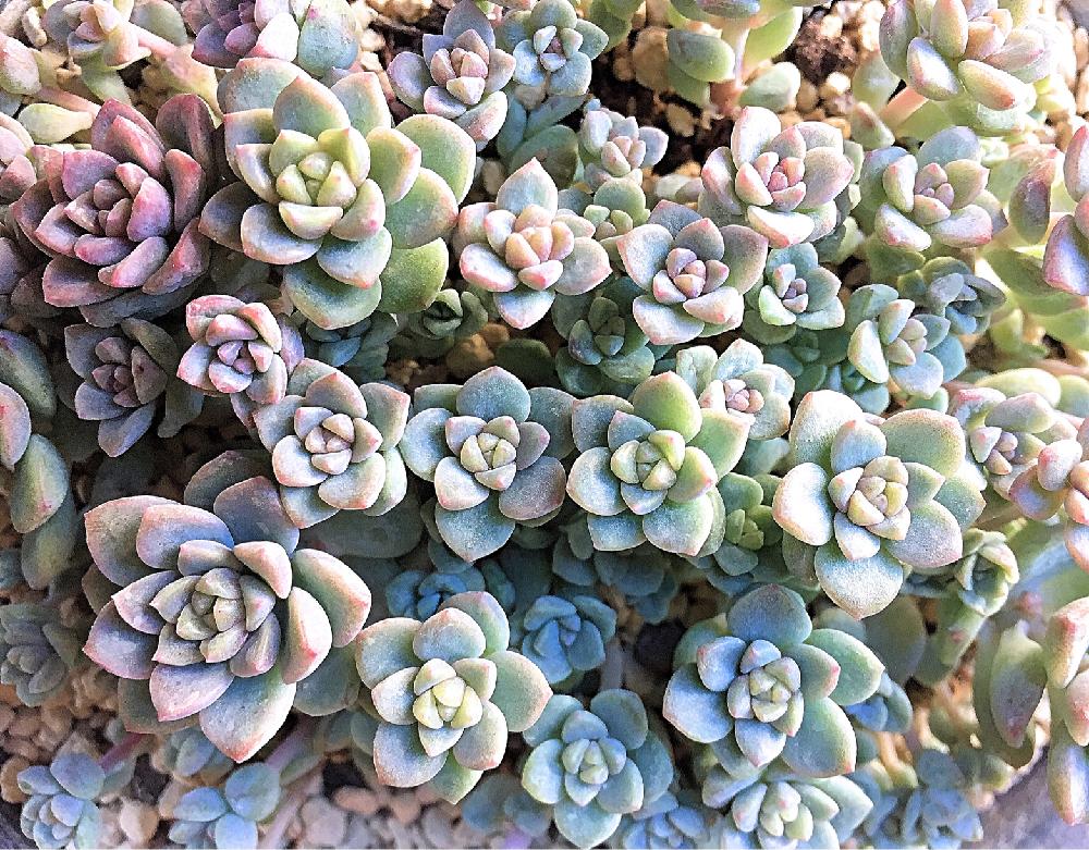 棚の画像 by ミケさん | 棚とプロリフェラとセダム属と多肉植物とタニパトと寄せ植えとわが家の多肉スペースと紅葉する多肉と多肉植物寄せ植えと植中毒と今日の一枚と多肉寄せ植え