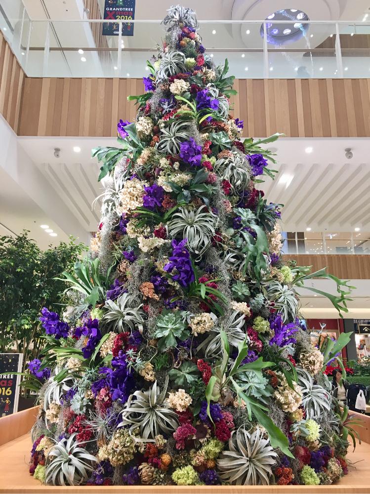 お出かけ先の画像 by そらこさん | お出かけ先と植中毒とクリスマスアレンジと多肉植物と珍奇植物