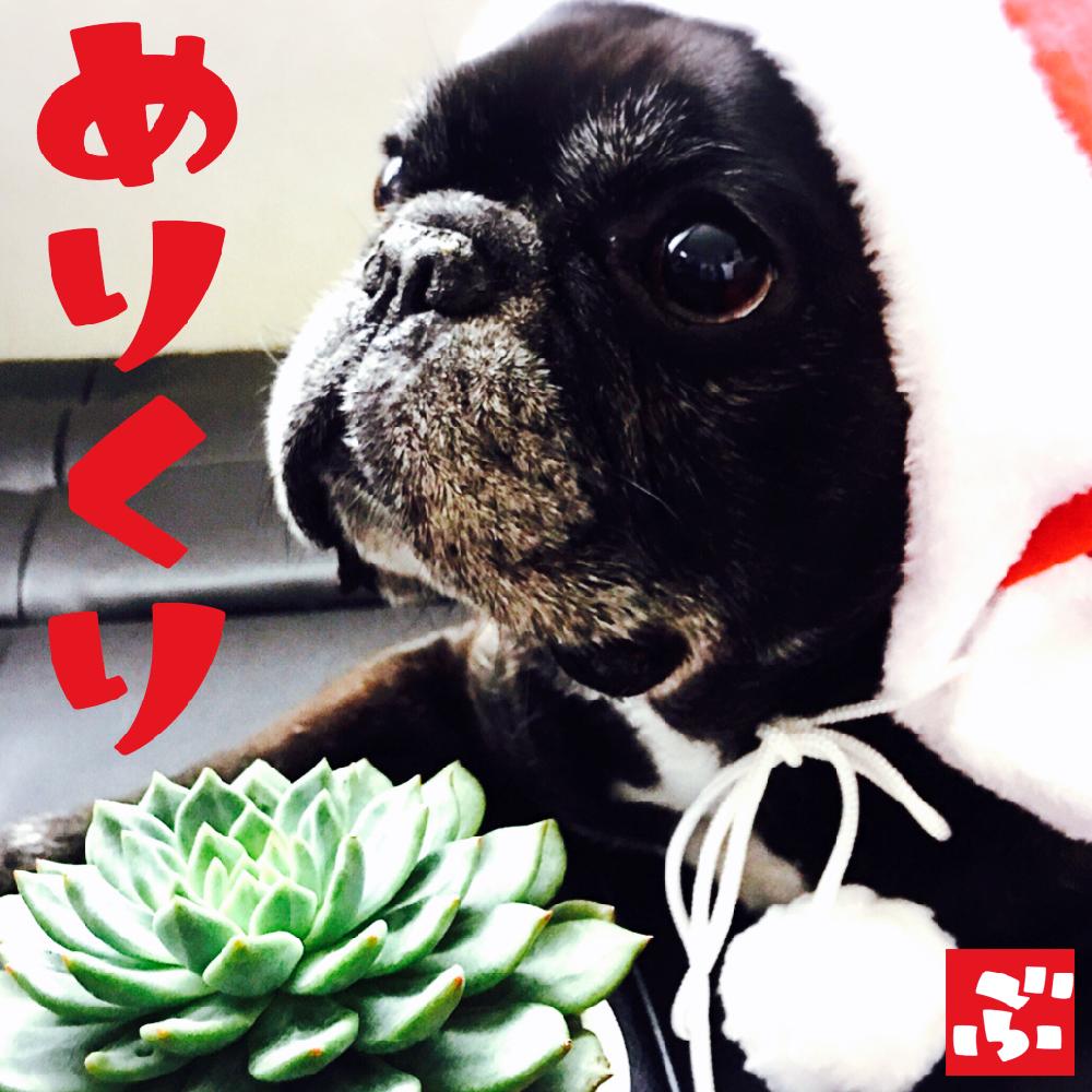 部屋の画像 by BURAVIMIさん | 部屋と今日の一枚とエケジョ♡と多肉植物と多肉中毒とX'masコンテスト-2016-