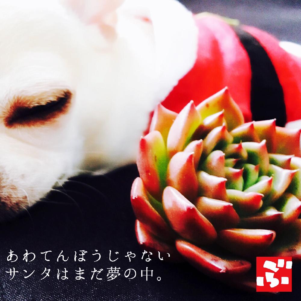 部屋の画像 by BURAVIMIさん | 部屋と多肉中毒と多肉植物と今日の一枚とエケベリア属とX'masコンテスト-2016-