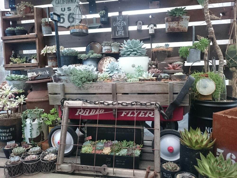 小さな庭の画像 by ikuraさん | 小さな庭と多肉植物とアンティーク雑貨とコンクリート鉢と秘密基地と多肉棚