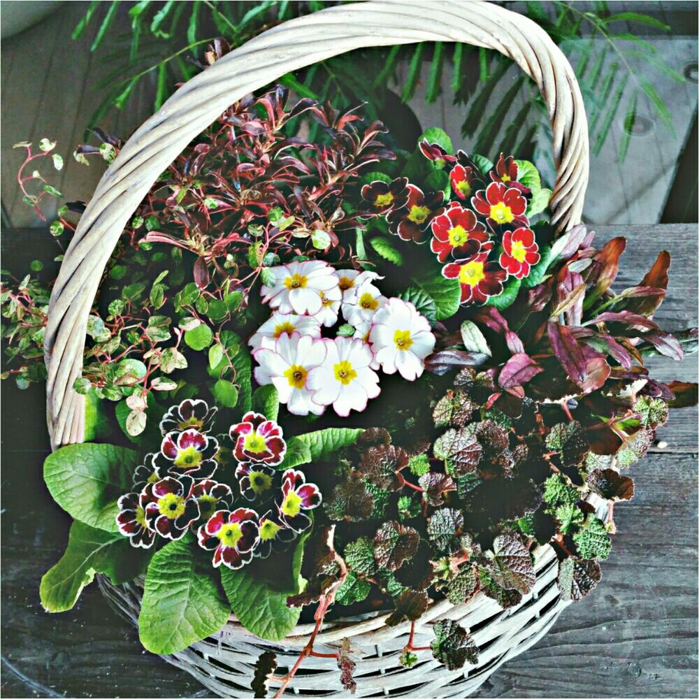 バルコニー/ベランダの画像 by toshiさん | バルコニー/ベランダと癒しの時間と増殖中と寄せ植えと植欲旺盛とno green no lifeと植中毒と今日の一枚と反省していないと今日も元気でとジャングル化計画とプリムラジュリアン♡ともうこれ以上増やせないと男前