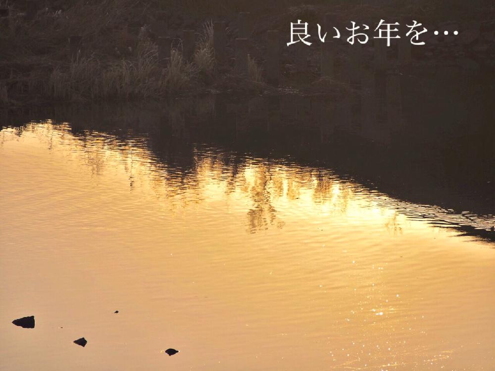 お出かけ先の画像 by Je suis…さん | お出かけ先と何かの雑草と愛知とamour.と豊橋とシルエット好きと好きな色とお気に入りとJe suis… ,verte.と植中毒と好き♡とTrès bien!