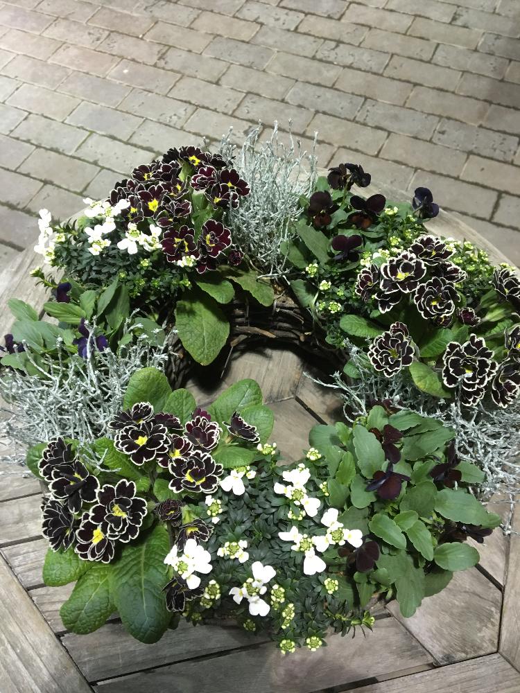 バルコニー/ベランダの画像 by shibuさん | バルコニー/ベランダとプリムラ属と寄せ植えとイベリス!と今日の一枚と今日のお花とビオラの季節と今日のビオラと可愛らしいビオラとクッションブッシュ!