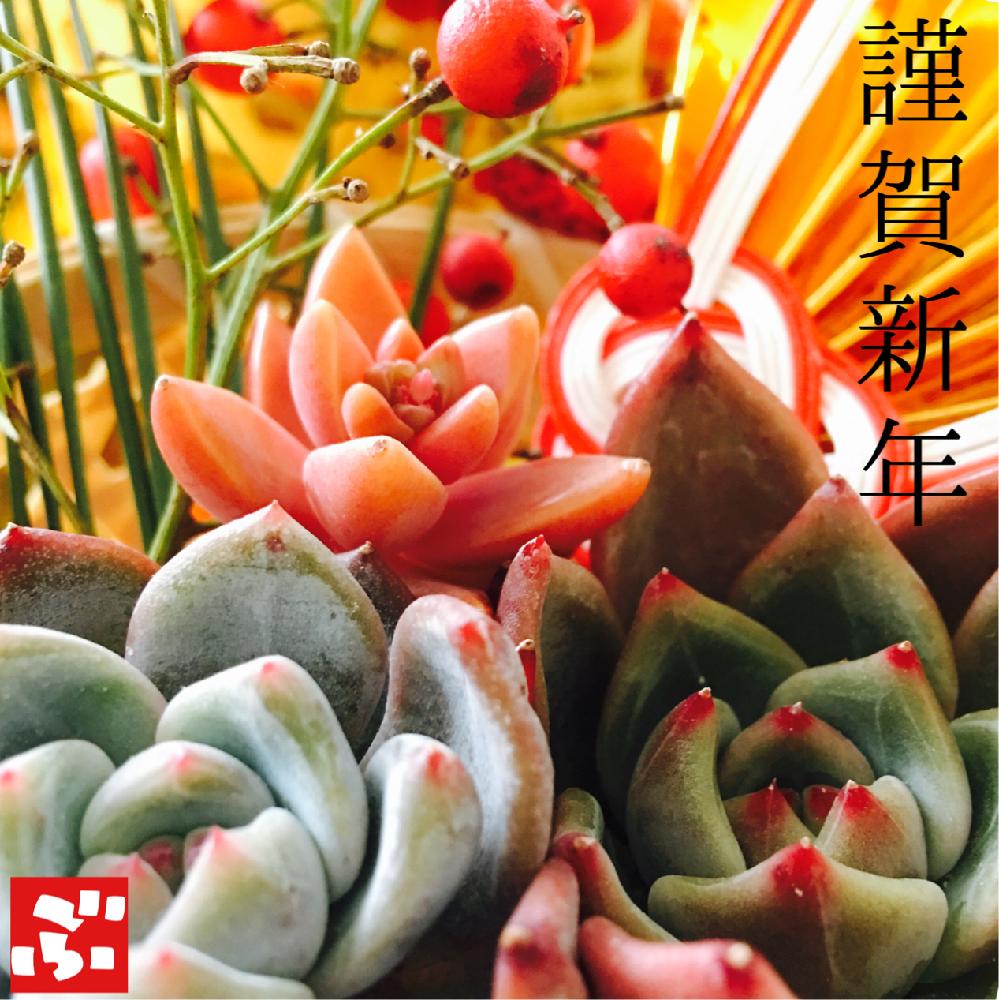 玄関の画像 by BURAVIMIさん | 玄関と『お正月飾り』コンテストと多肉中毒と多肉植物と今日の一枚とエケベリア属