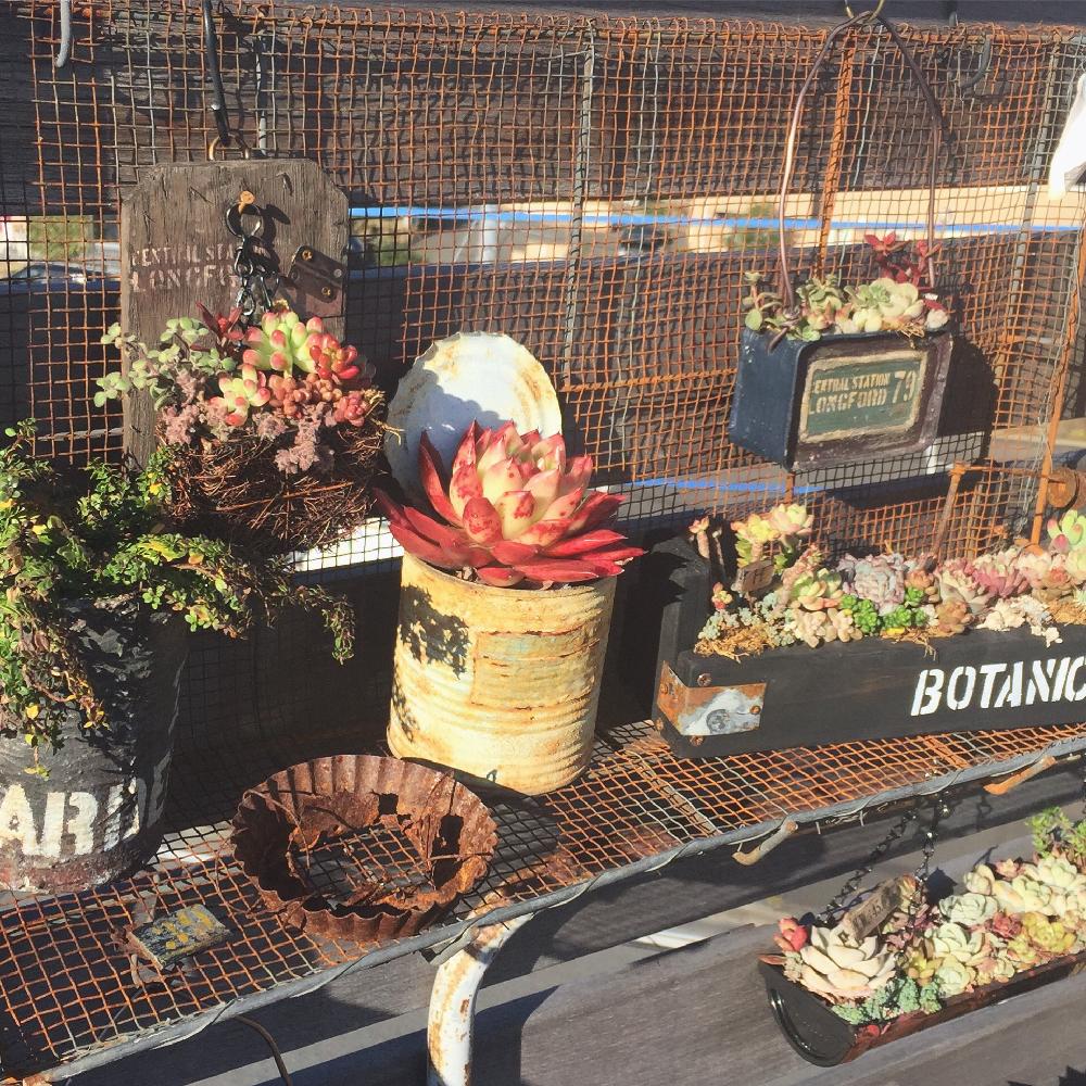 バルコニー/ベランダの画像 by chii-さん | バルコニー/ベランダと多肉植物とリメ缶とJUNK Gardenと色付く多肉とno green no lifeと今日の一枚とリメイク缶とテレビ君
