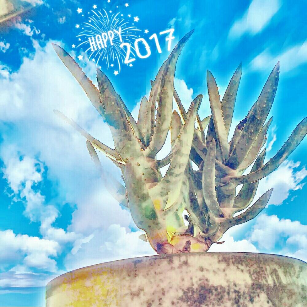 バルコニー/ベランダの画像 by toshiさん | バルコニー/ベランダとアロエ ディコトマとアロエ科と癒しの時間と増殖中とまぶしい~と植欲旺盛とno green no lifeと植中毒と今日の一枚と反省していないと今日も元気でとジャングル化計画ともうこれ以上増やせないと男前と青空