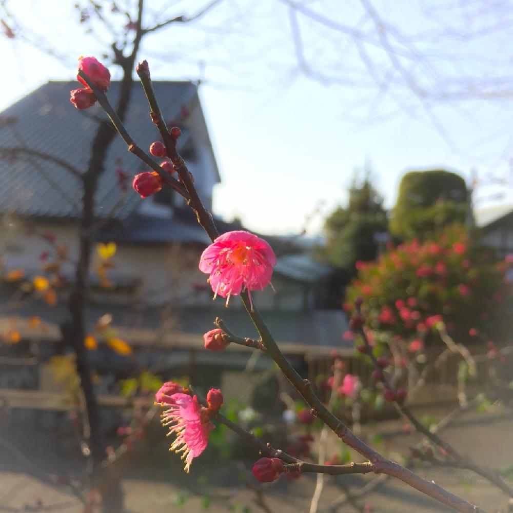 お出かけ先の画像 by ぽかぽかなおさん | お出かけ先とウメとお花と神社とお寺はボタニカルスポット
