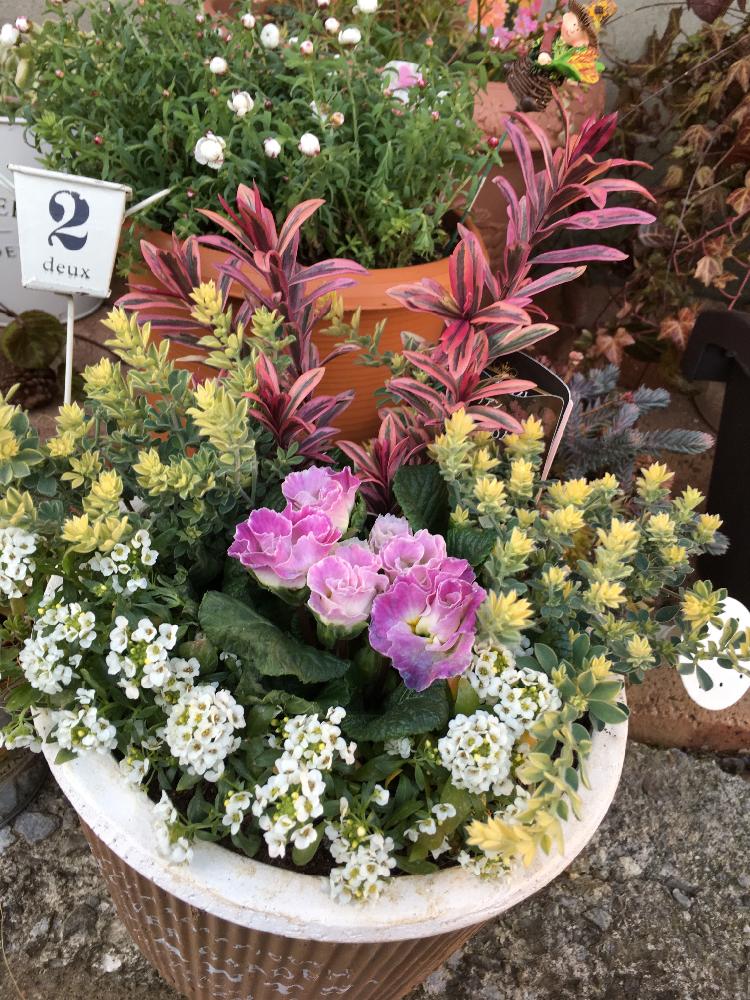 小さな庭の画像 by Métis (まゆみ)さん | 小さな庭と寄せ植えとお気に入り♡と癒しとマダム倶楽部とお花編と冬に負けない!とかわいいな♡