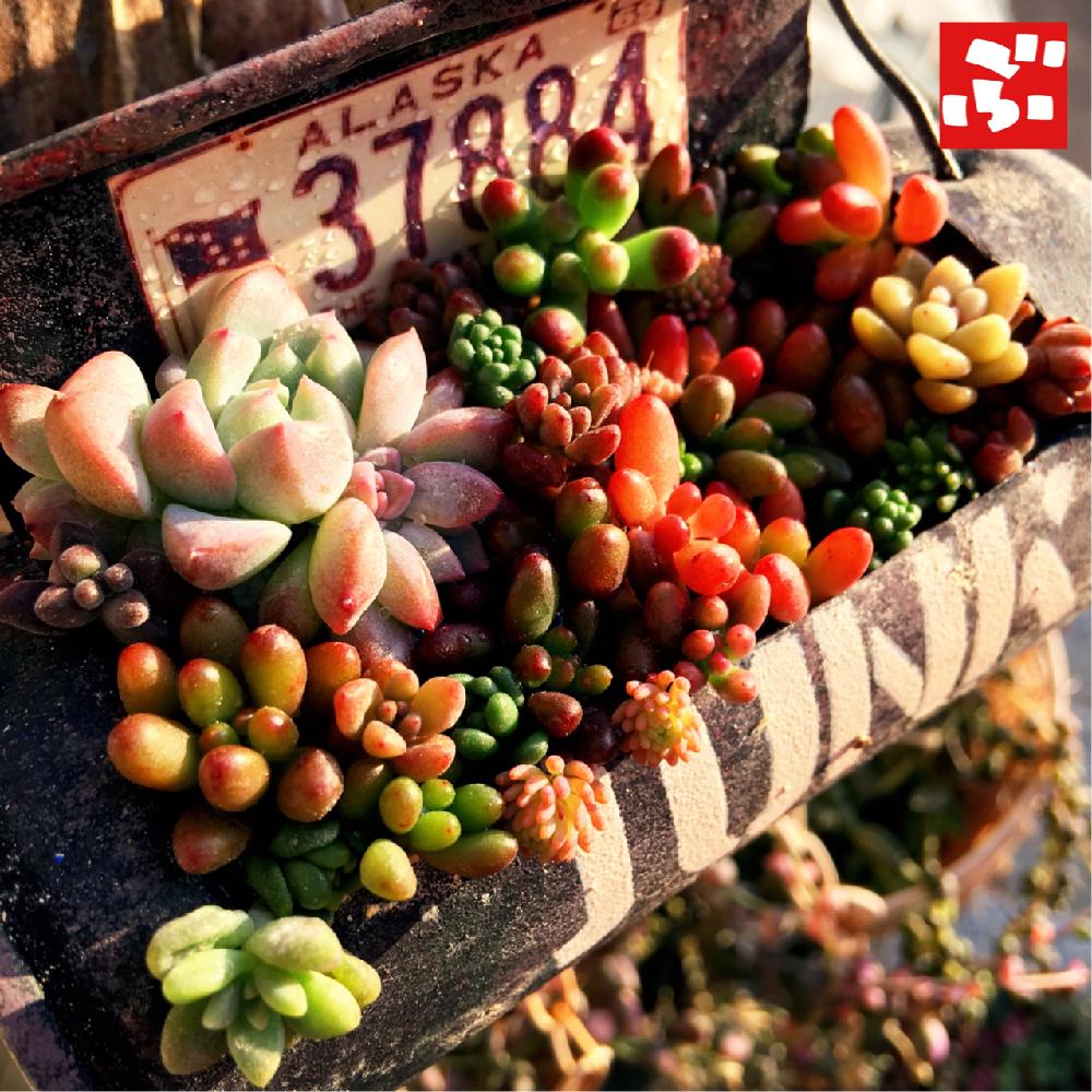 バルコニー/ベランダの画像 by BURAVIMIさん | バルコニー/ベランダと寄せ植えと多肉植物と多肉中毒と今日の一枚