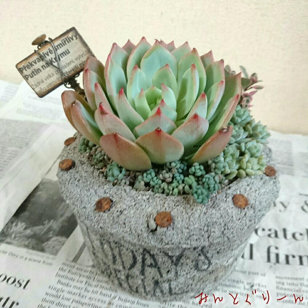 部屋の画像 by みんとぐりーんさん | 部屋とプリズムと多肉植物とikuraさんセメント鉢とマダム倶楽部とB型とチビッ子倶楽部とlier苗と植中毒とありがとうとかわいいな♡と多肉寄せ植えとikuraさんのお楽しみ袋