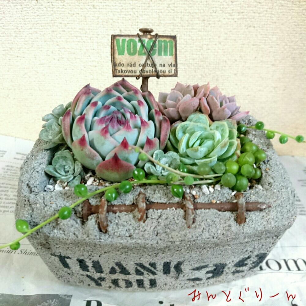 部屋の画像 by みんとぐりーんさん | 部屋とレモンベリーと桃太郎と多肉植物とikuraさんセメント鉢とお気に入りとマダム倶楽部とB型とチビッ子倶楽部とlier苗と植中毒とありがとうとかわいいな♡とikuraさんのお楽しみ袋