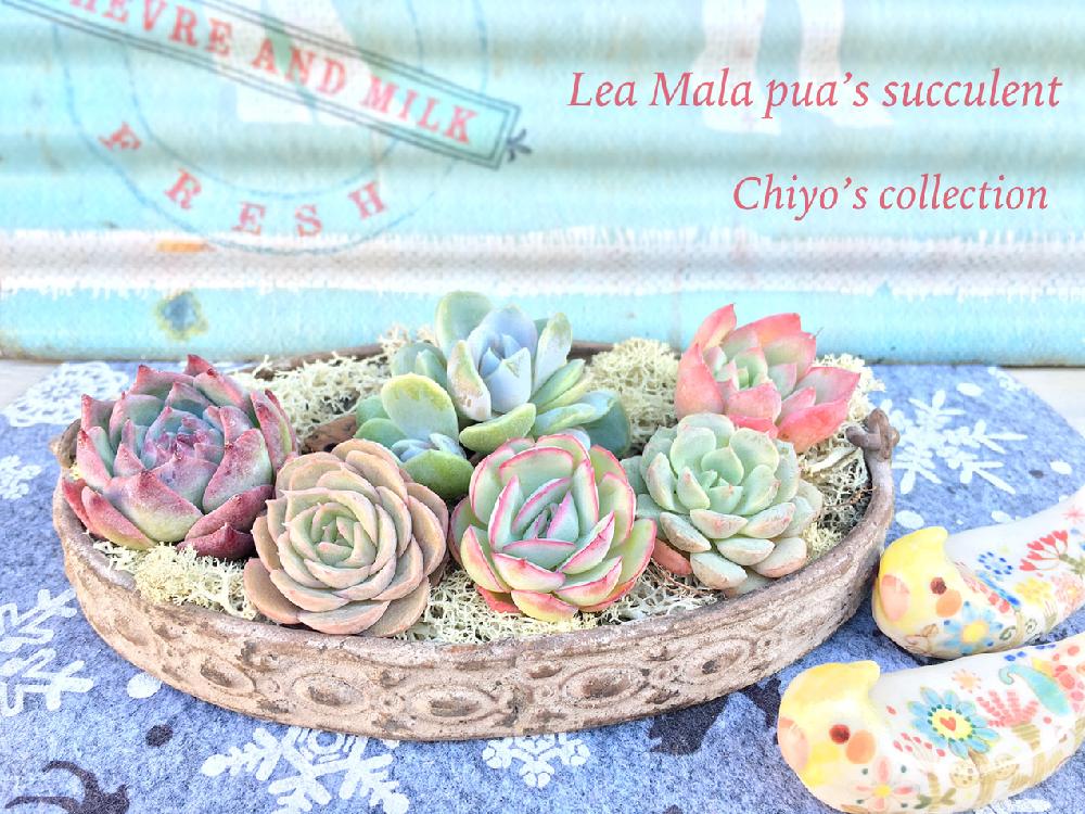 部屋の画像 by ✩chiyo✩さん | 部屋と多肉植物とマイ・コレクションとキラキラ☆と『植物と暮らすリビング』コンテストともりもり多肉とノンフィルターと紅葉する多肉とエアーマジックとLea Mala puaさんとエケベリア属