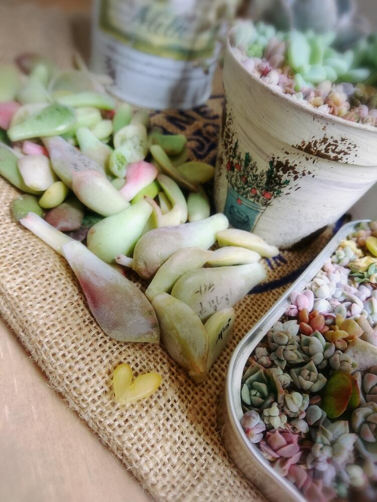 デスクの画像 by 4姉妹のママ☆さん | デスクと多肉植物とちまちまといい眺め〜。と室内とわが家の多肉スペースと多肉のある暮らしと今日の一枚とナチュラルスタイルとかわいいな♡と色合いがキレイと癒しのひと時