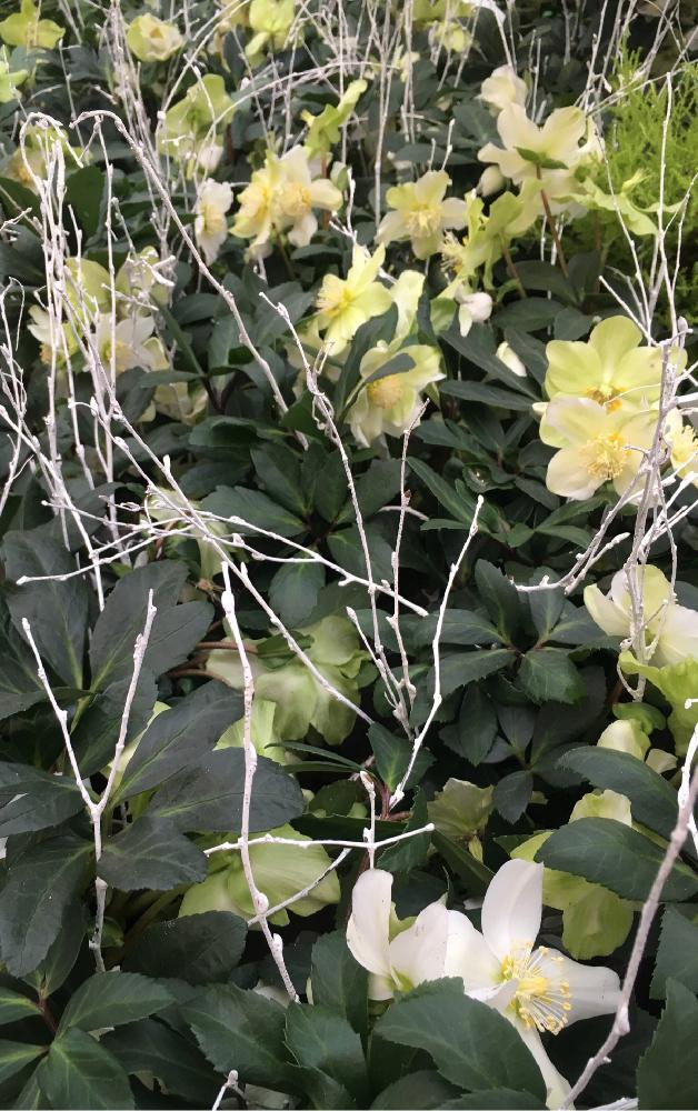 お出かけ先の画像 by Cocoさん | お出かけ先とキレイ☆とCoco taste ✴︎とNatureとナチュラルスタイルとNature nature nature ✨とnatural Coco と白✨と鮮やか✨とグリーンと(*ૣᵕ꒳̮ᵕ ૣ*)゚