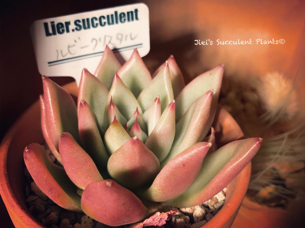 エントランスの画像 by Jieiさん | エントランスとルビークリスタルとJiei's Succulent Plantsと多肉植物とボタニカルボーイとJiei's Garden StoryとJiei's Garden®︎とわが家の多肉スペースとikuraさん×lier苗とJiei's DecorationとJiei's DesignとJiei's Collectionとエケベリア属とJiei's Echeveria Collection®︎とJiei's Share Happiness®︎とBotanical Boy