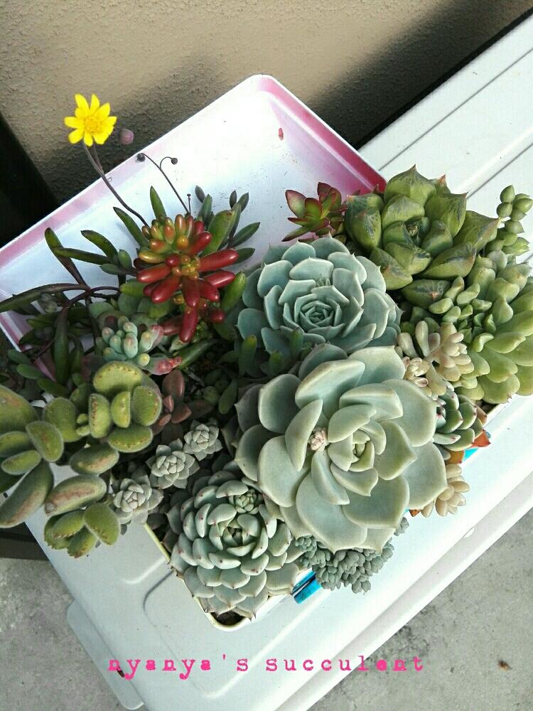 エクステリアの画像 by nyanyaさん | エクステリアと多肉植物と寄せ植えとステキ☆と紅葉する多肉と今日の一枚