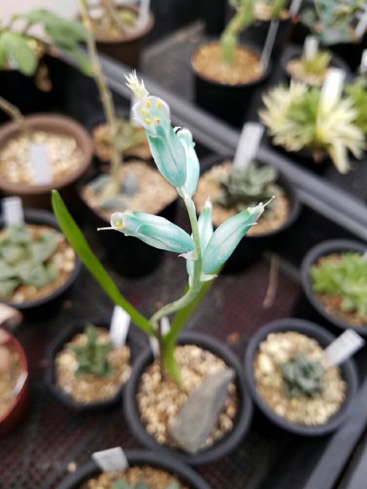 お出かけ先の画像 by やっちさん | お出かけ先とラナケリアと今日のお花と今日の一枚と多肉植物