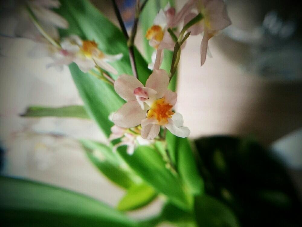 部屋の画像 by 六月さん | 部屋とOncidium Twinkle 'Fragrance Fantasy' と良い香りとラン科とorchidと洋ラン