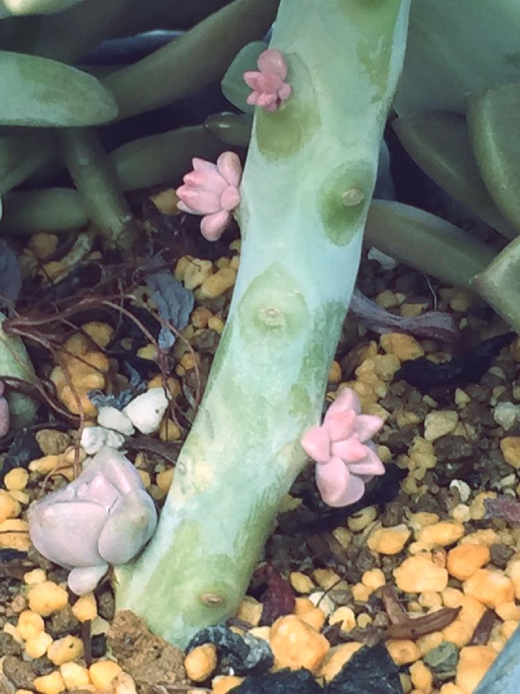 小さな庭の画像 by miu_miuさん | 小さな庭と朧月と多肉植物と植物のある暮らしと朧月の子供達と今日の一枚とイマニワ