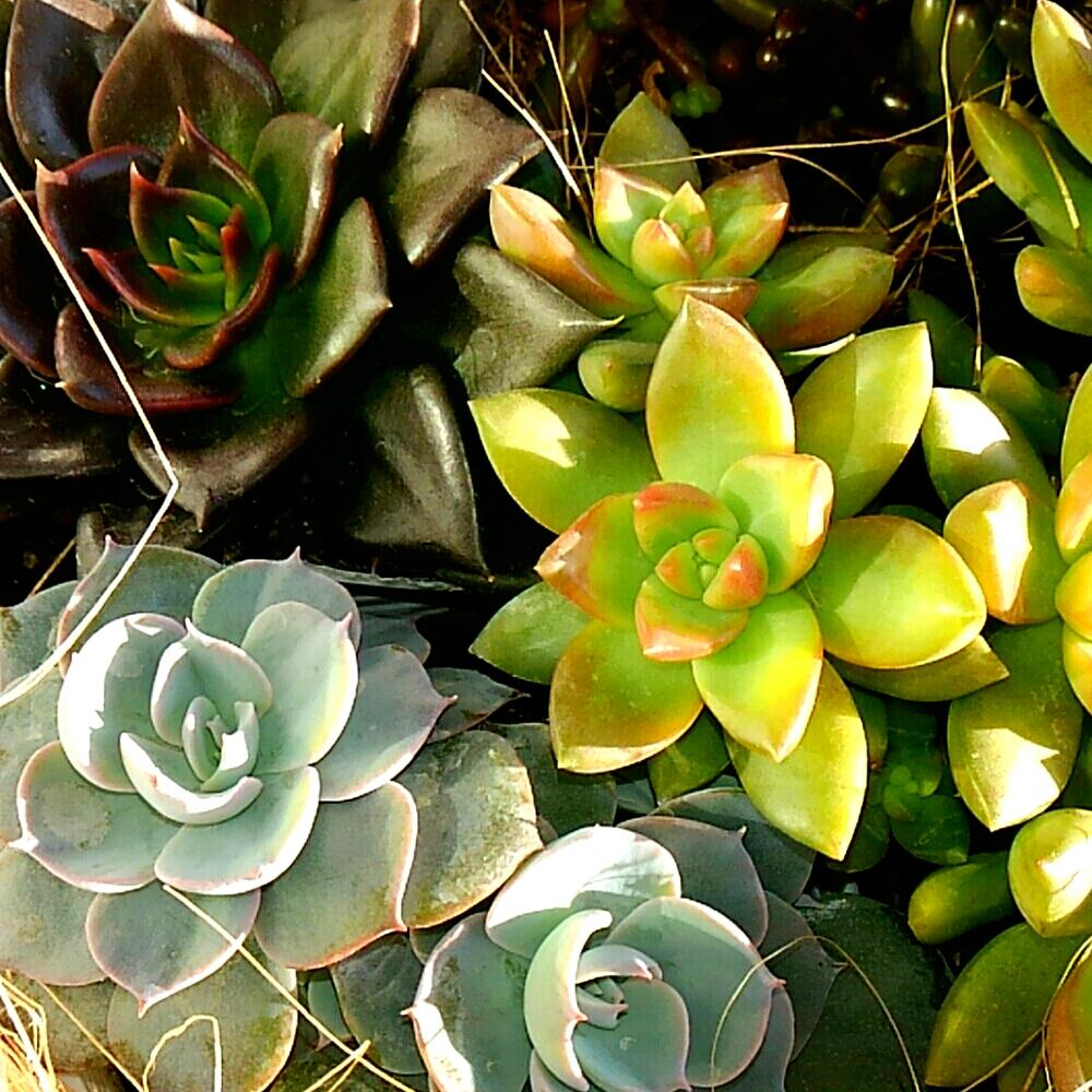バルコニー/ベランダの画像 by riekさん | バルコニー/ベランダと植中毒と今日のお花とわが家の多肉スペースと多肉植物