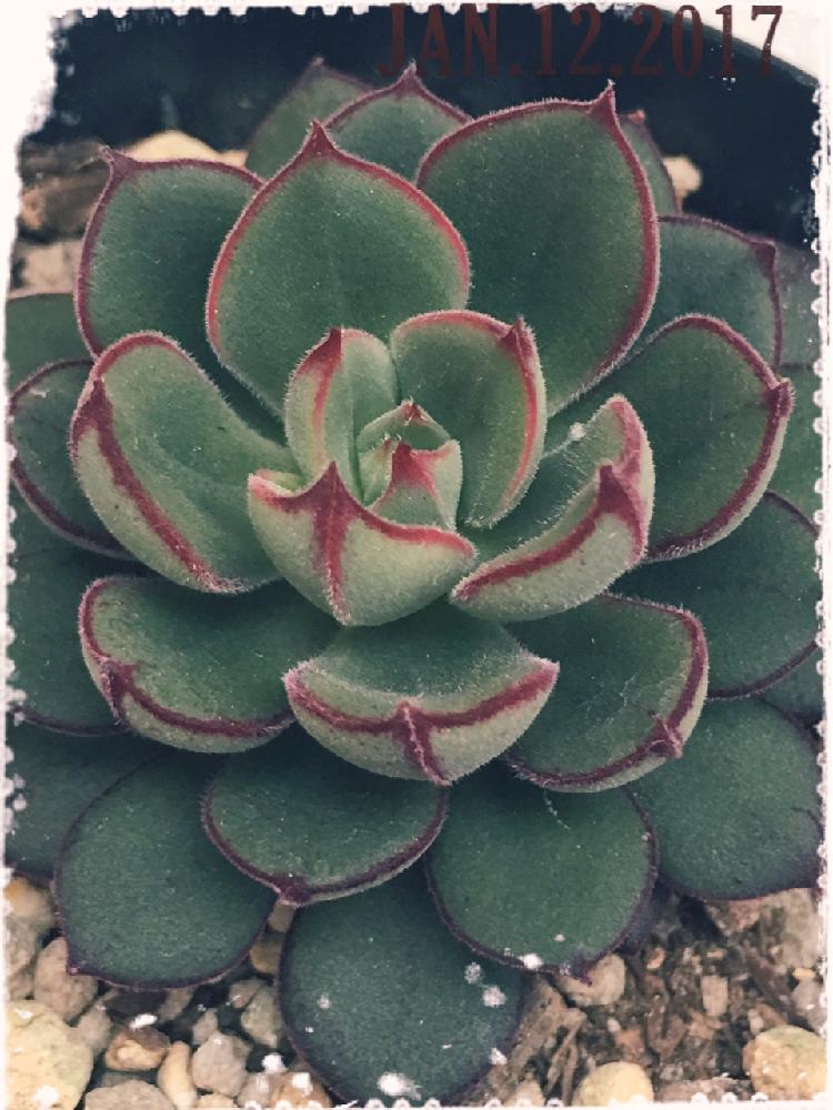 寝室の画像 by 杏さん | 寝室とジョアンダニエルと多肉植物とわが家の多肉スペースと今日の一枚と癒し…♡と多肉棚