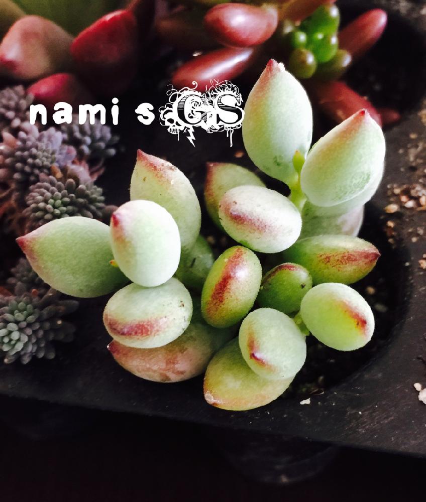 アプローチの画像 by namiさん | アプローチとペンデンスと多肉植物とマイ・コレクションとお気に入りと植中毒と今日の一枚と新入りさんとやばい♡