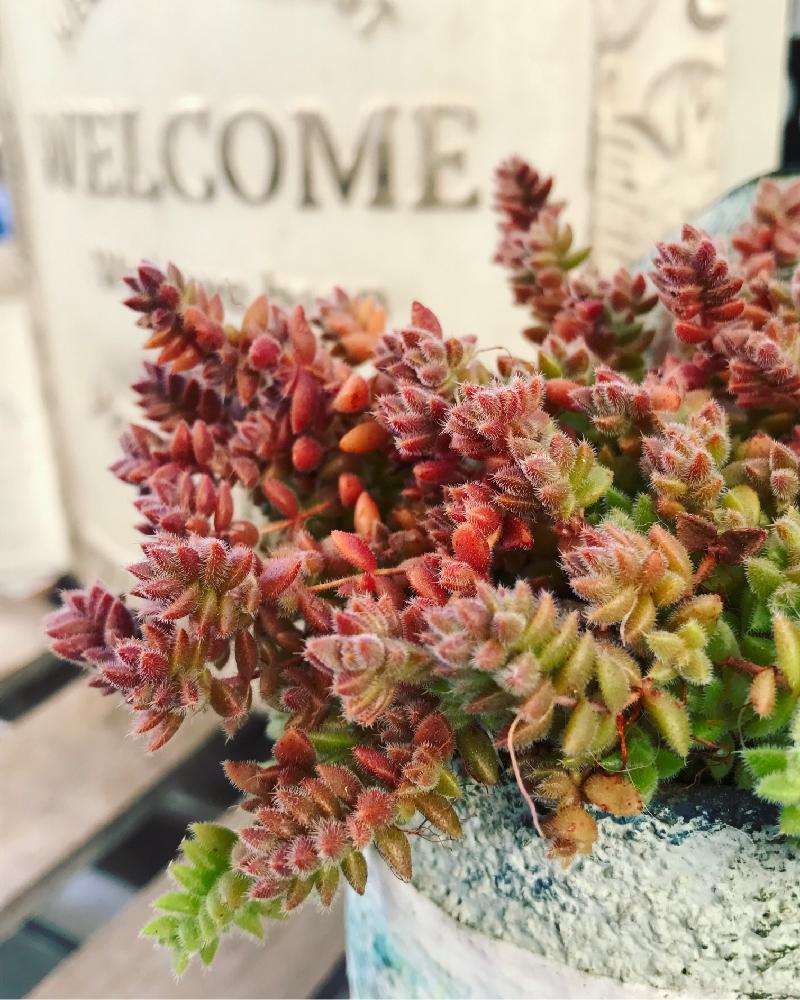 バルコニー/ベランダの画像 by bikkeさん | バルコニー/ベランダと多肉植物とマイ・コレクションと多肉棚DIYと放置栽培とセダム箱と植え替えシーズン到来!とわが家の多肉スペースと癒しgreenと植欲と植中毒とリメ缶・リメ鉢と雑貨と板壁DIYとDIYとナチュラルスタイルとガーデニングと暴れ多肉と多肉棚と多肉寄せ植えと男前と自慢の多肉サボテンコンテスト