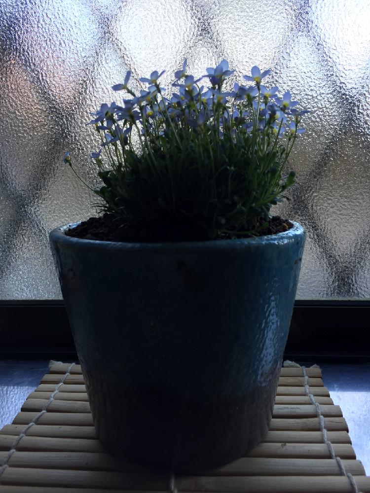 キッチンの画像 by はなようびさん | キッチンと窓辺の花と植中毒と庭中毒と猫中毒と和風ティストとガーデニングと花のある暮らしとGREENとpetを愛する会とno green no life