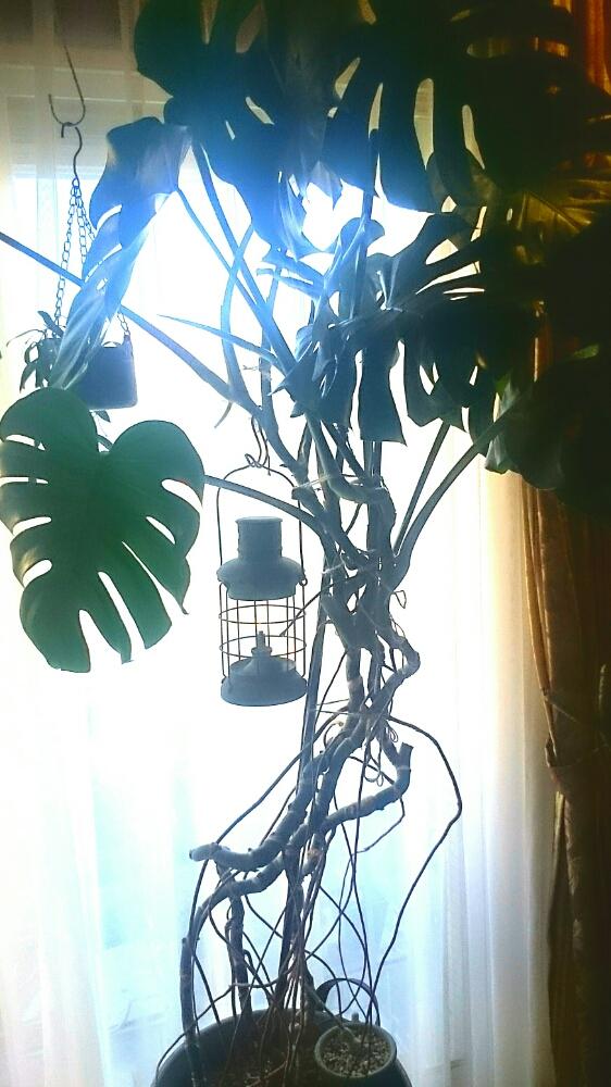 窓辺の画像 by sepia+さん | 窓辺とモンステラと観葉植物とカッコいいと気根とランプとごついの好きと巨大モンステラとワイルド