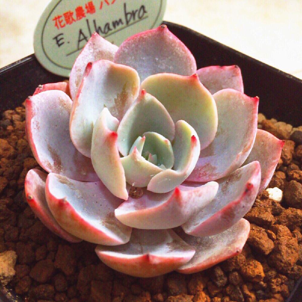 玄関の画像 by T♡さん | 玄関とエケベリア属 アルハンブラと多肉植物とサボテン科とお疲れ様です♡と棘に萌えちゃう♡とお気に入り♡とわが家の多肉スペースと棘棘会と元気に育ってね〜ପ(⑅︎ˊᵕˋ⑅︎)ଓと今日の一枚と癒しの場所と色白さん♡︎ʾʾとキモかわが大好き♡とのびるん♡とすくすく育ってね♡とLea Mala puaとパクさん苗と韓国苗