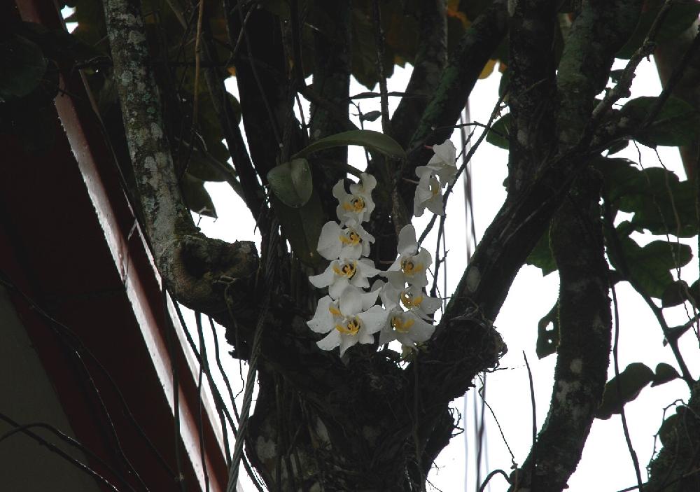 お出かけ先の画像 by ミモ3さん | お出かけ先とPhalaenopsis amabilisとコチョウランと着生植物と原種とラン科とorchidと胡蝶蘭の花と着生と今日のお花と洋ランとMt.Kinabaluと白い花