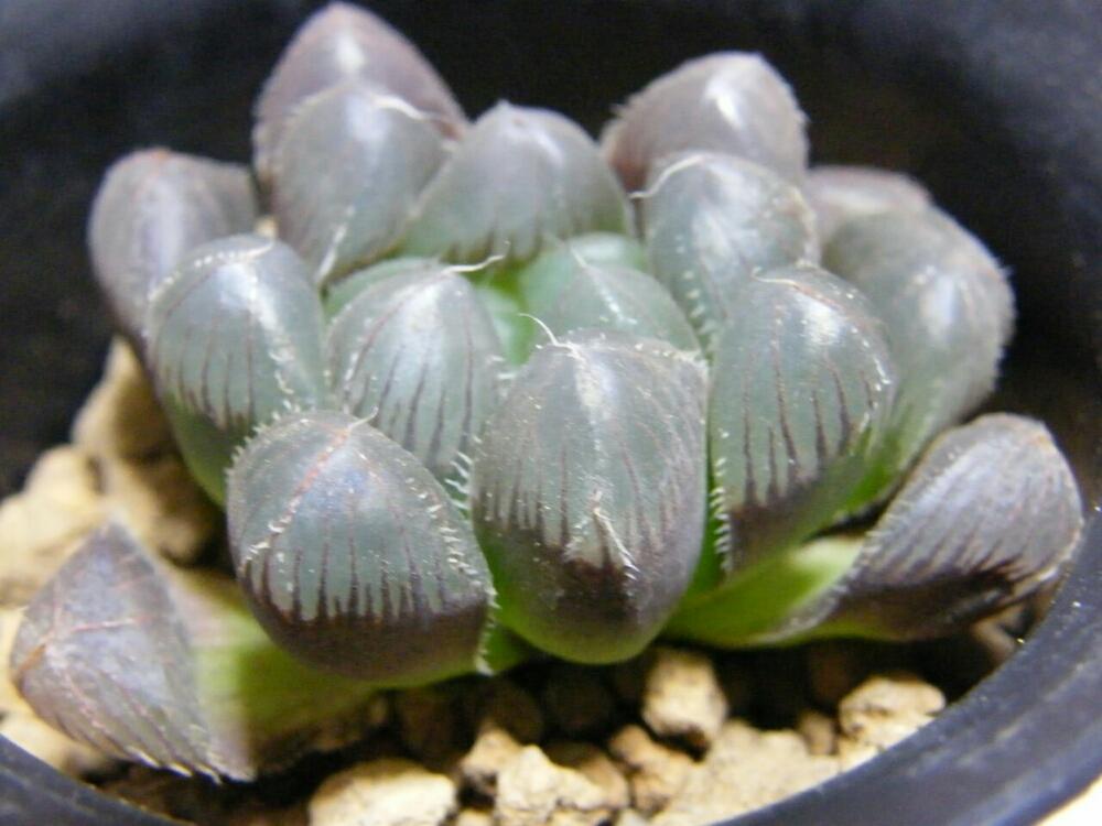 部屋の画像 by RosarioBiancoさん | 部屋とドドソン紫オブツーサとsucculentと多肉植物と多肉中毒と多肉鉢植え