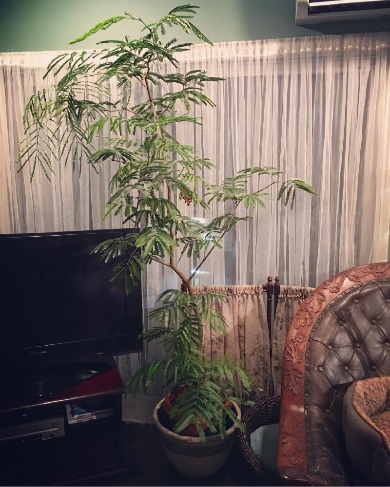 部屋の画像 by lalarin123さん | 部屋とエバーフレッシュと観葉植物と窓辺の植物たち