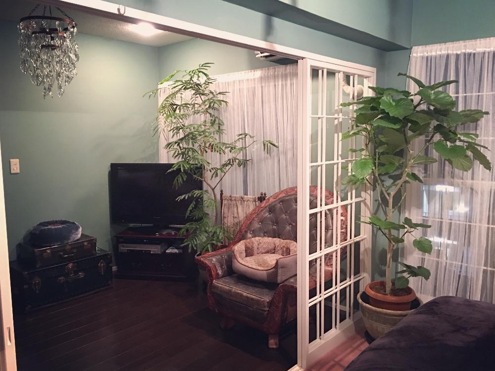 部屋の画像 by lalarin123さん | 部屋とウンベラータとエバーフレッシュと窓辺の植物たちと観葉植物