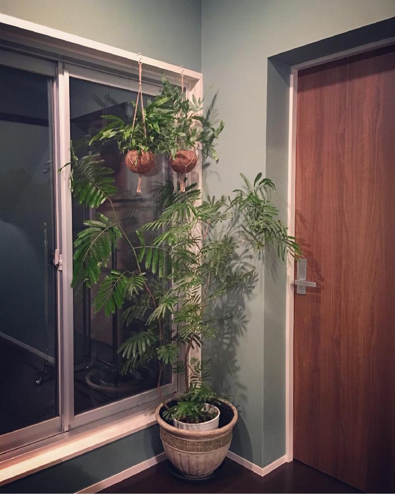 部屋の画像 by lalarin123さん | 部屋とエバーフレッシュと観葉植物と窓辺の植物たち