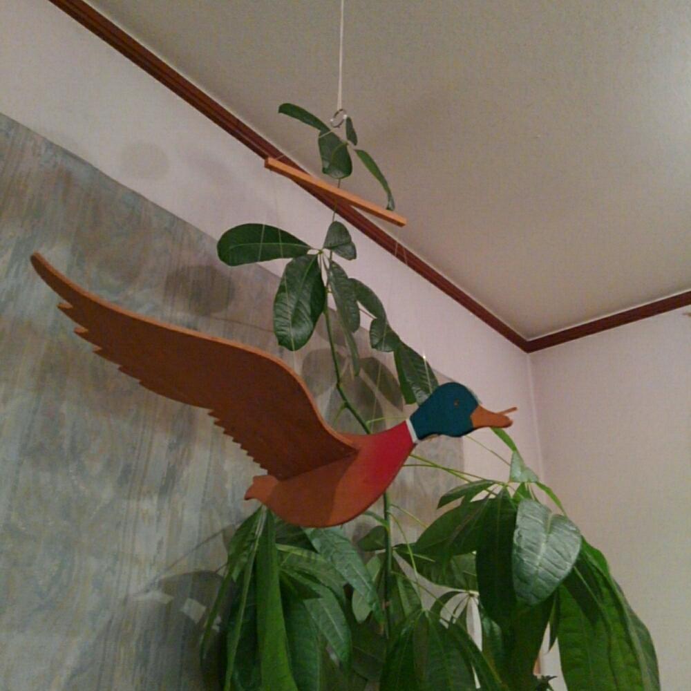 部屋の画像 by fresh -sumireさん | 部屋とパキラと観葉植物とわが家の一員♡と葉っぱの虜❤と『植物と暮らすリビング』コンテストとマダム倶楽部と癒し空間と酉年