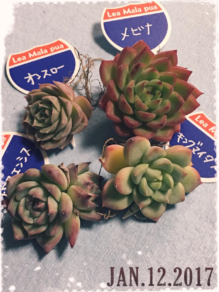 部屋の画像 by 杏さん | 部屋と多肉植物と赤い爪 ツンツンとムチムチとぷりぷり多肉ともう一枚と癒し…♡とぷくぷく多肉