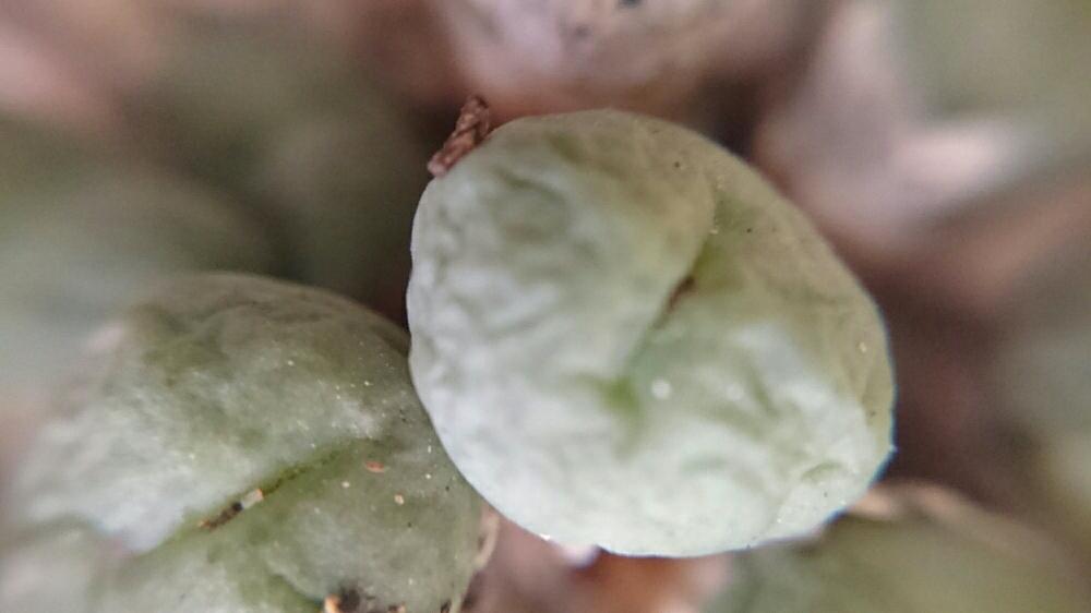 和室の画像 by るぅ。。。さん | 和室とリトープスと多肉中毒と多肉植物と植中毒と今日の一枚と癒し。と鉢植え。