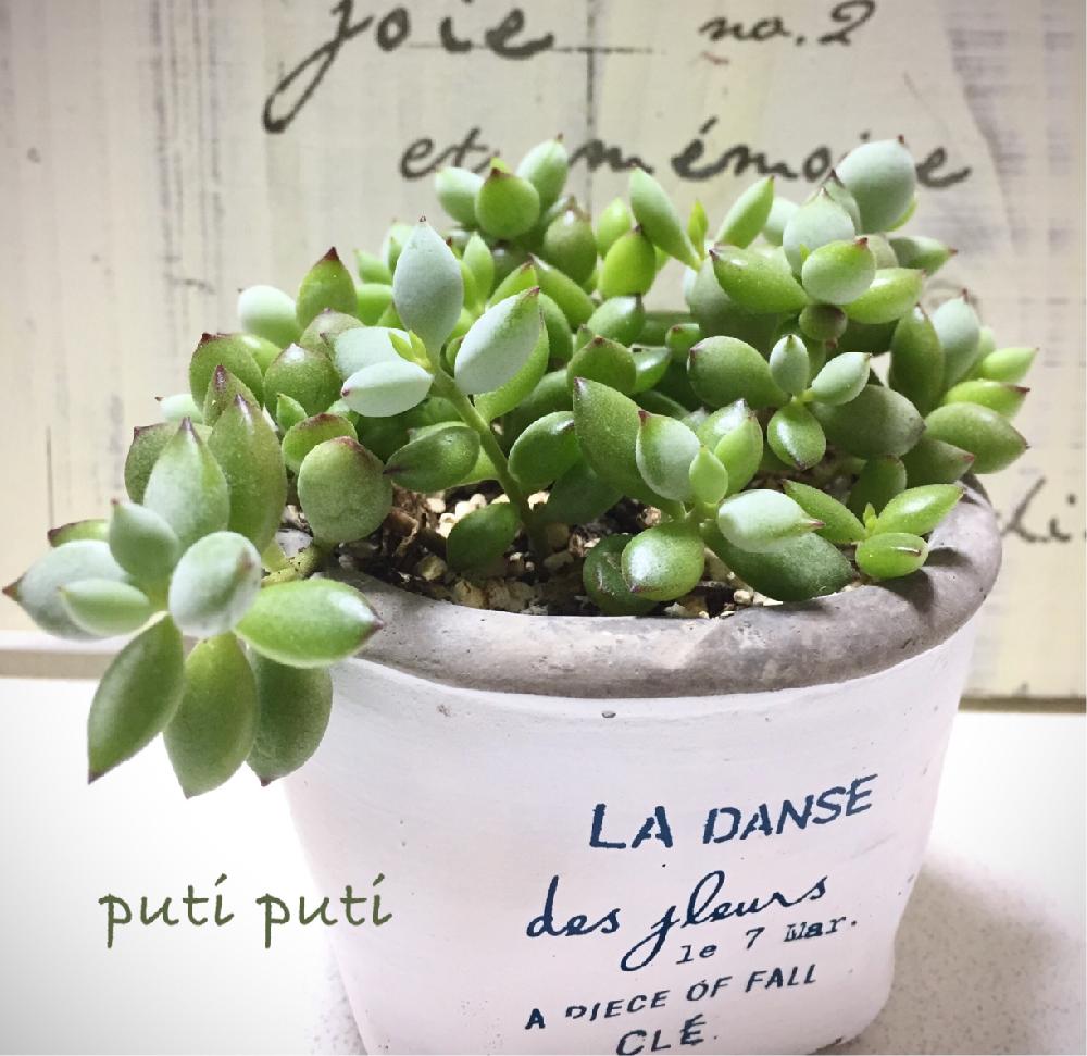 バルコニー/ベランダの画像 by puti putiさん | バルコニー/ベランダとペンデンスと多肉植物とチビッ子倶楽部と植中毒と今日の一枚と大好き♡︎ʾʾとぷりぷりとかわいいな♡