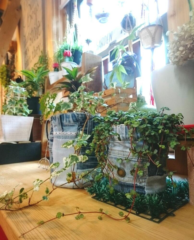 窓辺の画像 by kyirkさん | 窓辺と手作りと植物のある暮らしと『植物と暮らすリビング』コンテストと癒しと子供と暮らすと植中毒と今日の一枚とカフェガーデンに憧れるとデニムリメイクとリビングと木の家と鉢カバー