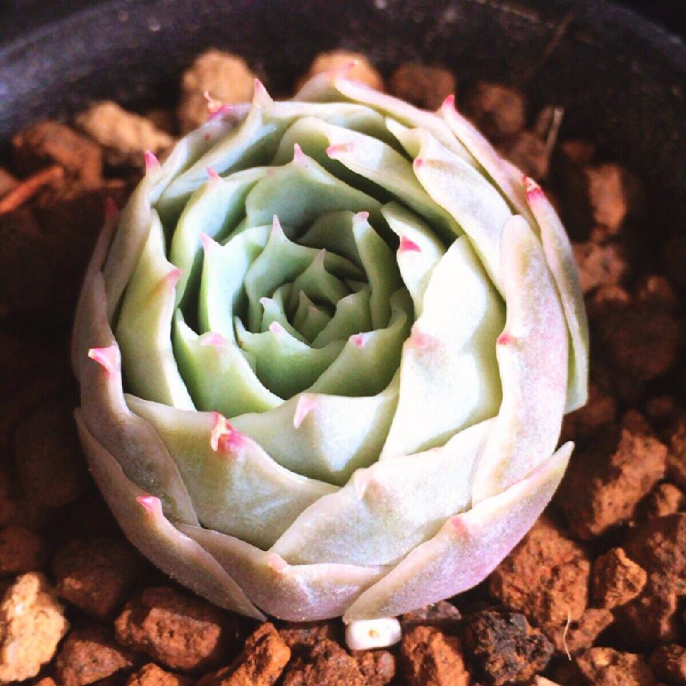窓辺の画像 by T♡さん | 窓辺とエケベリア属 霜蓮と多肉植物とサボテン科とお疲れ様です♡と棘に萌えちゃう♡とみんな可愛いすぎる❁︎とシムランス交配種❁︎とお気に入り♡とわが家の多肉スペースと棘棘会と元気に育ってね〜ପ(⑅︎ˊᵕˋ⑅︎)ଓと今日の一枚とエケベリア属と癒しの場所と色白さん♡︎ʾʾとキモかわが大好き♡とすくすく育ってね♡