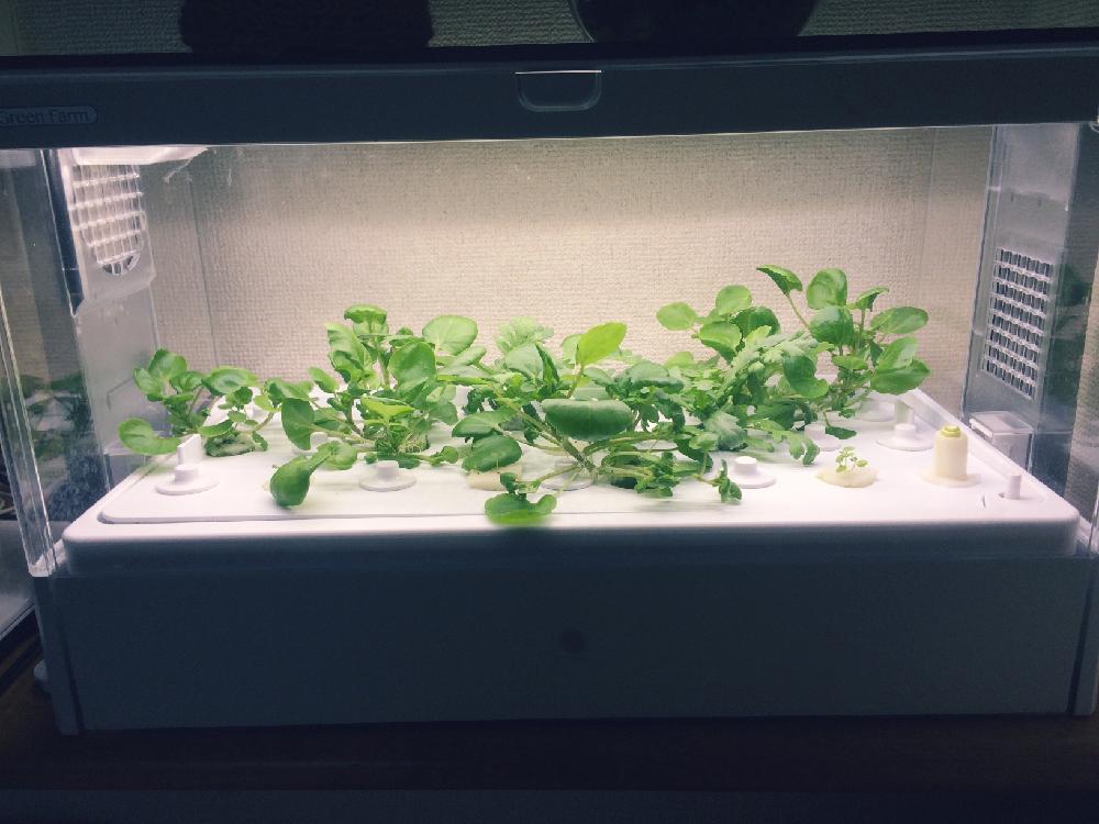 部屋の画像 by 鈴蘭さん | 部屋と春菊とクレソンと植物のある暮らしとボタニカルライフと植中毒と今日の一枚と水耕栽培