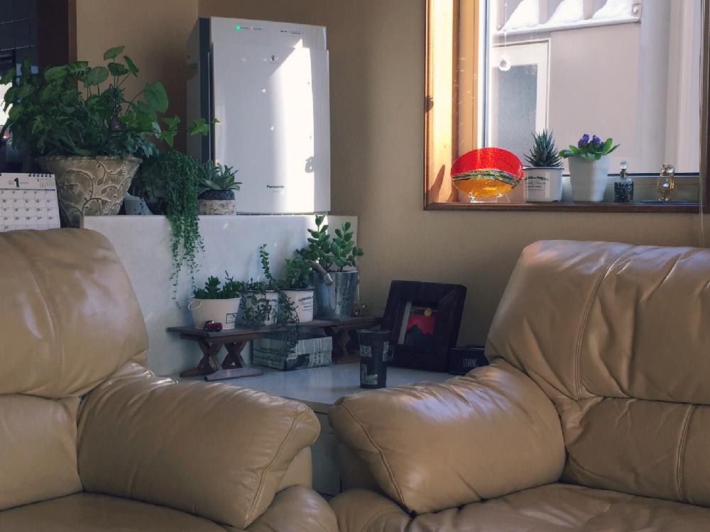 部屋の画像 by ジャスミンさん | 部屋と多肉植物と植物のある暮らしと『植物と暮らすリビング』コンテストとマダム倶楽部と今日の一枚と多肉 グリーンネックレスと北海道