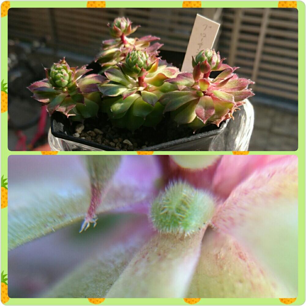 バルコニー/ベランダの画像 by k-zk3939さん | バルコニー/ベランダとお気に入り♡と植中毒と今日の一枚と珍奇植物とグローイングエンバース