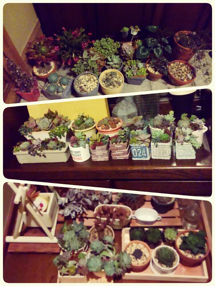 小さな庭の画像 by yukaring+さん | 小さな庭と多肉植物とセリア鉢とハオルチア属とダイソー鉢と自己流ガーデニングと寄せ植えとアエオニウムとわが家の多肉スペースと軒下と100均鉢とキャンドゥと宝石箱や〜!