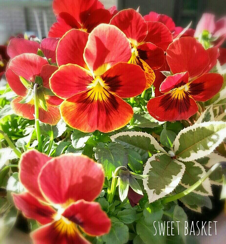 玄関の画像 by sweetbasketさん | 玄関とヤブコウジとビオラと寄せ植えとビオラ大好きと今日の一枚と2016 寄せ植えと赤い花